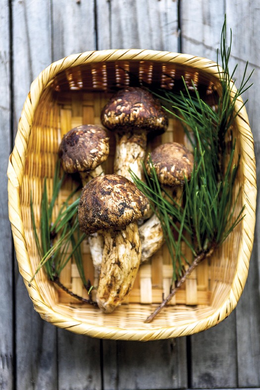 양양 송이버섯축제의 특별한 매력