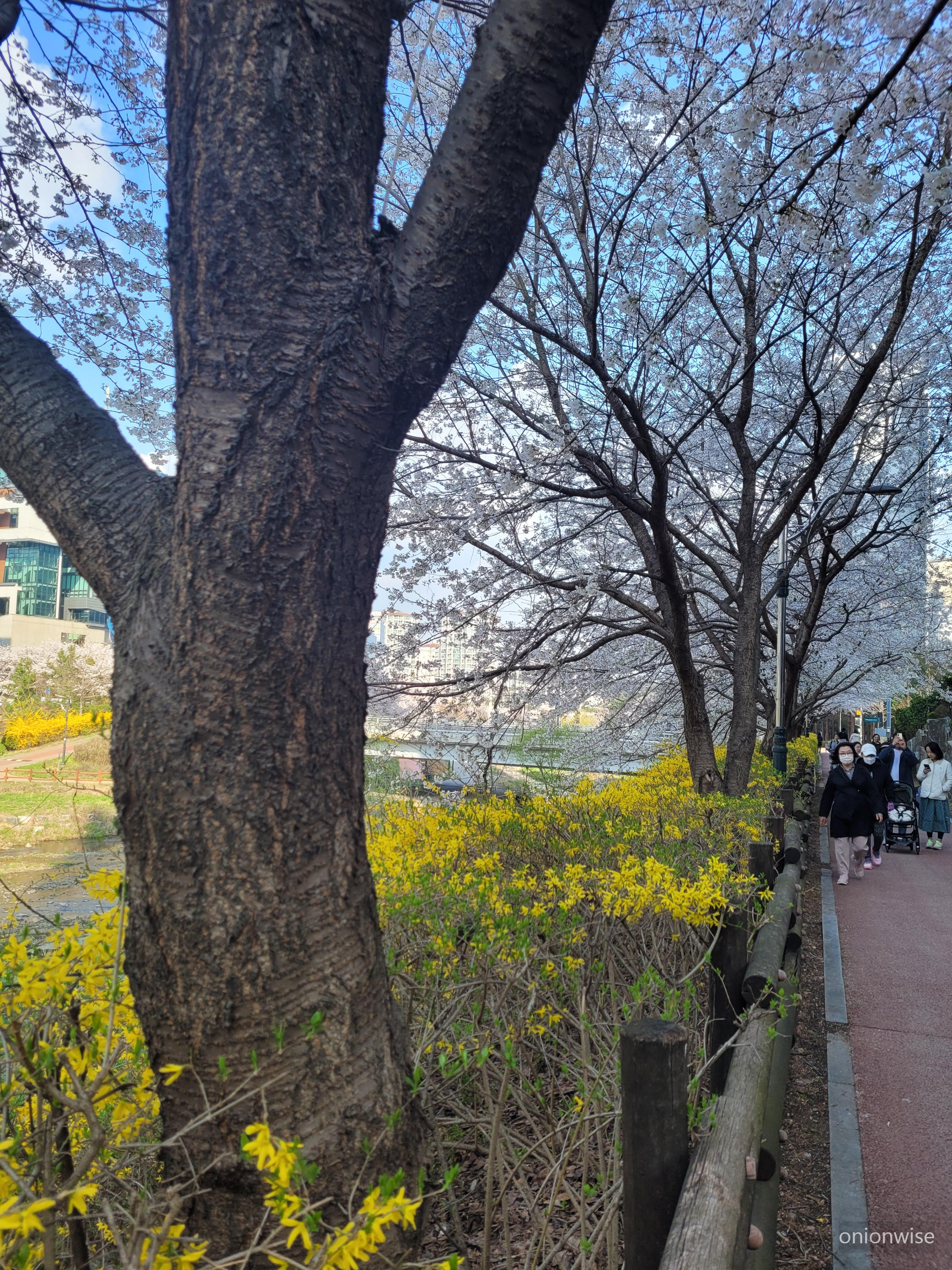 북쪽 지방 우리 동네 벚꽃 피는 모양 8