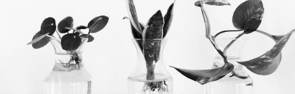 직접적인 햇빛이 닿지 않는 곳