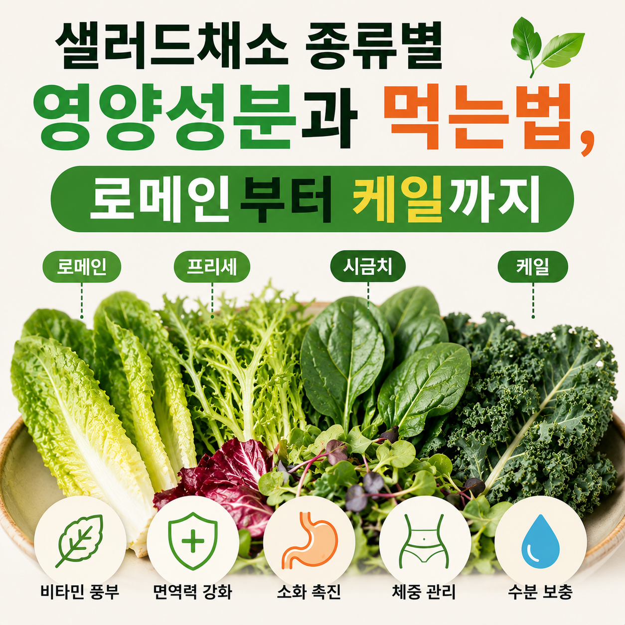 샐러드채소 종류별 영양성분과 먹는법