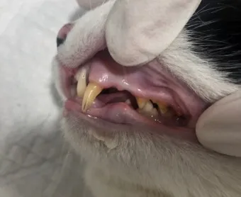 "고양이