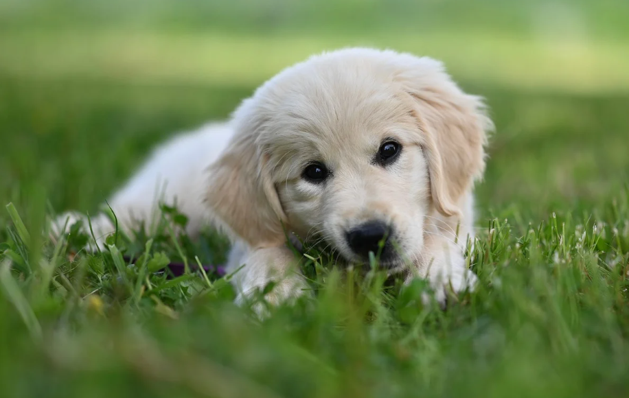 강아지가 사료를 급하게 먹을 때, 알아야 할 원인과 해결책