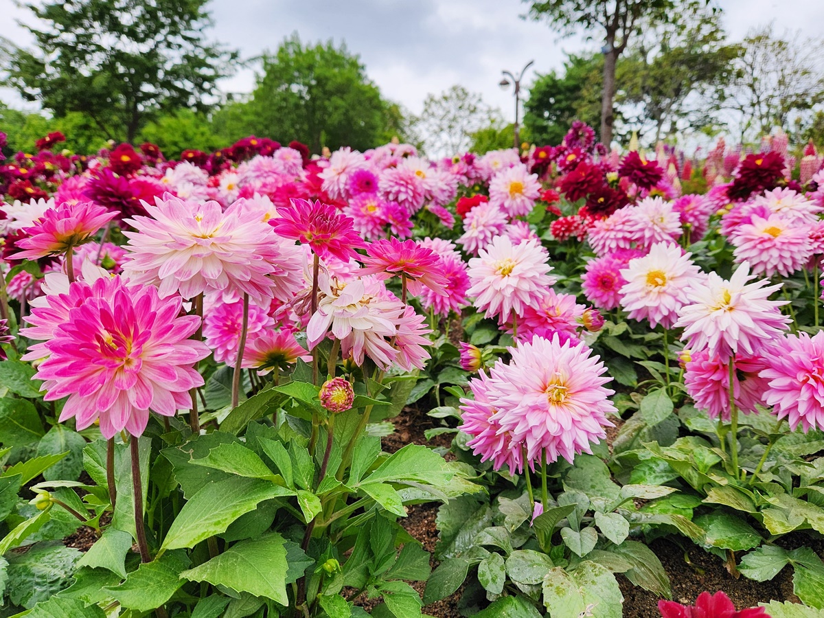 다알리아 Dahlia