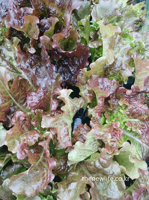 Close-up of curly red lettuce with glossy wet leaves, displaying vibrant texture and freshness-윤기 있는 적상추 잎의 근접 촬영 &ndash; 물방울이 맺힌 구불구불한 질감이 돋보이는 생생한 이미지
