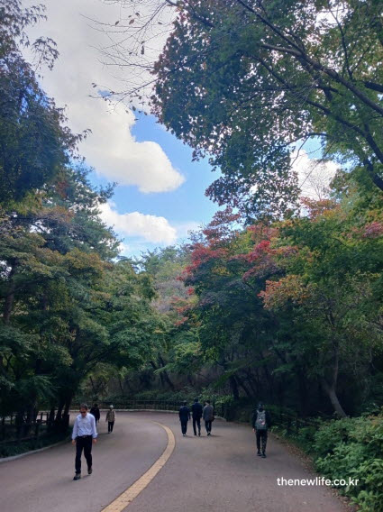 서울 단풍명소 남산 둘레길 숲속 단풍길과 걷는 사람들