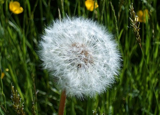 민들레 홀씨 꽃말