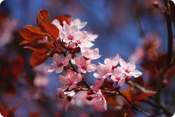목포 유달산 봄축제