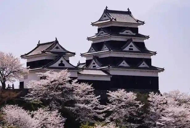 활짝 핀 분홍색 벚꽃나무들 사이로 보이는 아름다운 일본 전통 성의 모습 (에히메 우치코 & 오즈 지역)