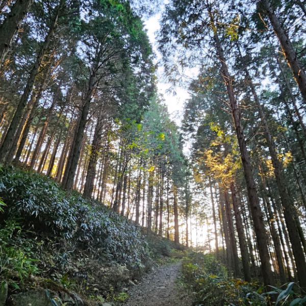  무등산 편백자연휴양림