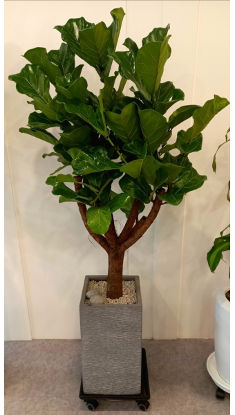 떡갈나무 키우기