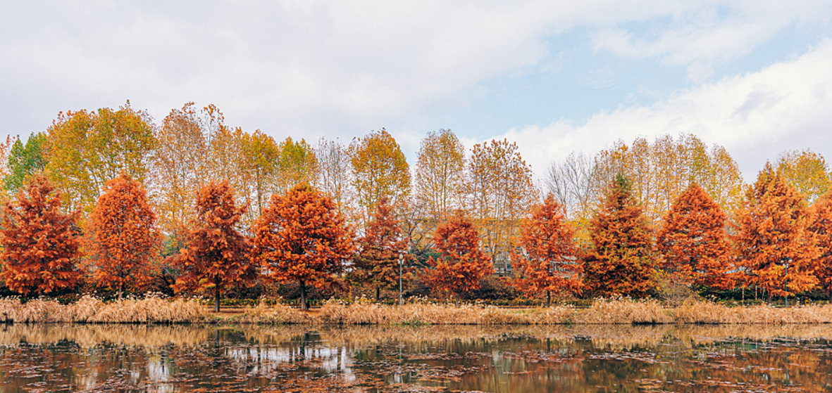 담양 메타세쿼이아길