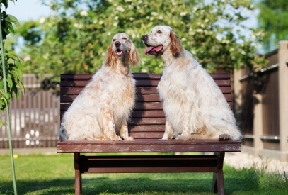 벤치에 앉는 잉글리쉬 세터 두 마리.