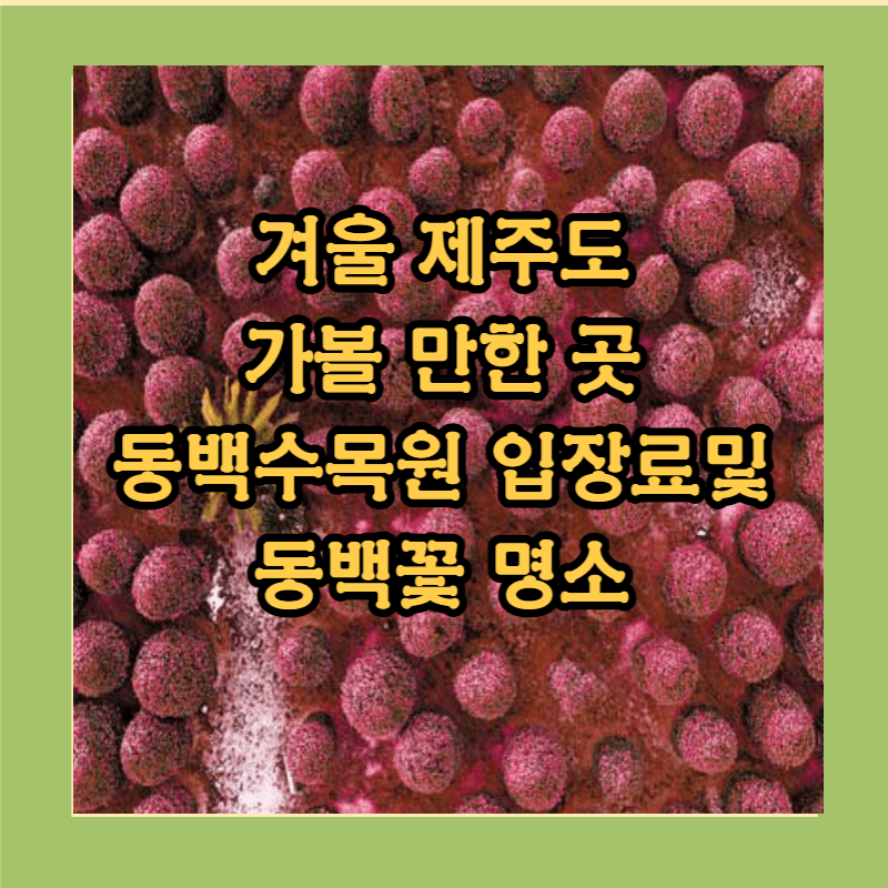 겨울 제주도 가볼 만한곳