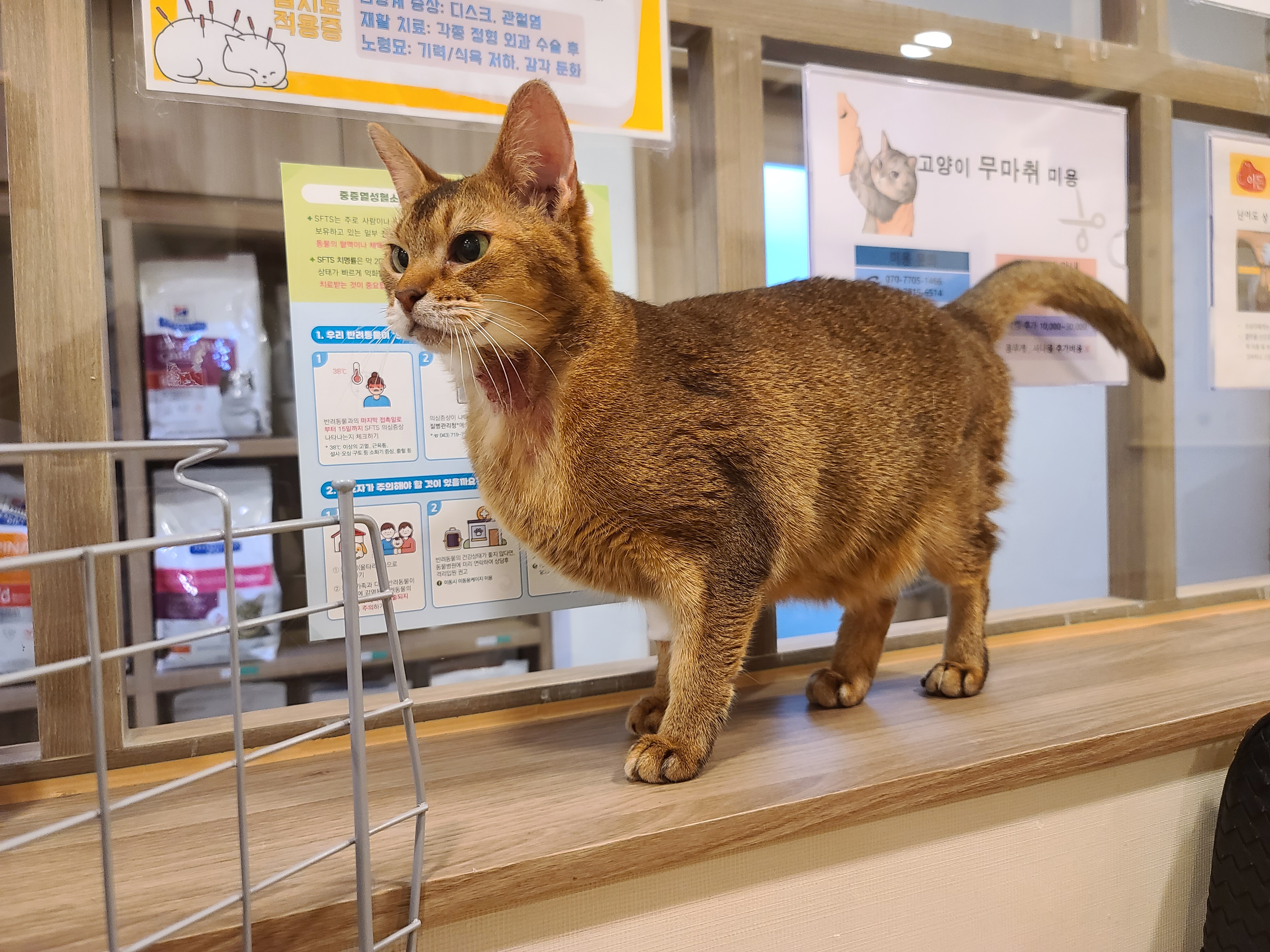 루디는 결국 병원행 ㅠ(feat. 혈액검사 결과)