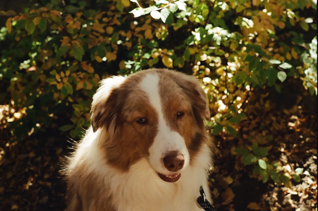 Hedda