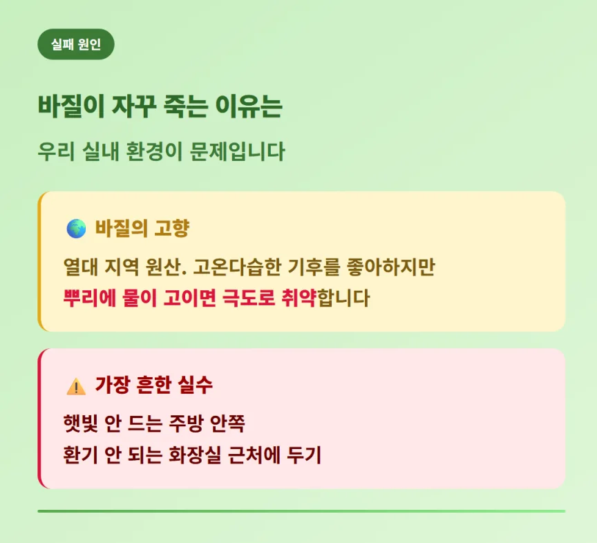 "바질이 죽는 이유와 원산지 기후 및 실내 관리 주의사항 설명"