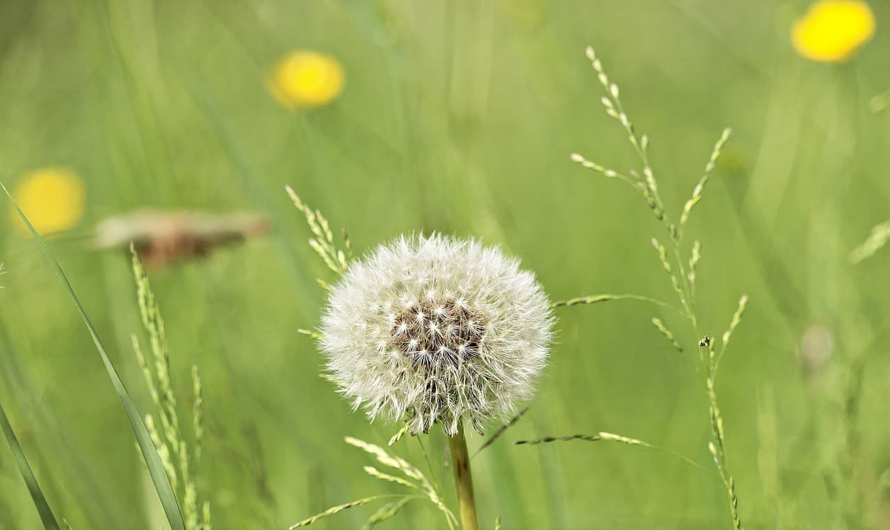 민들레, 그저 잡초일까? 알고 보면 보물 같은 식물:식용 민들레vs약용 민들레🌼
