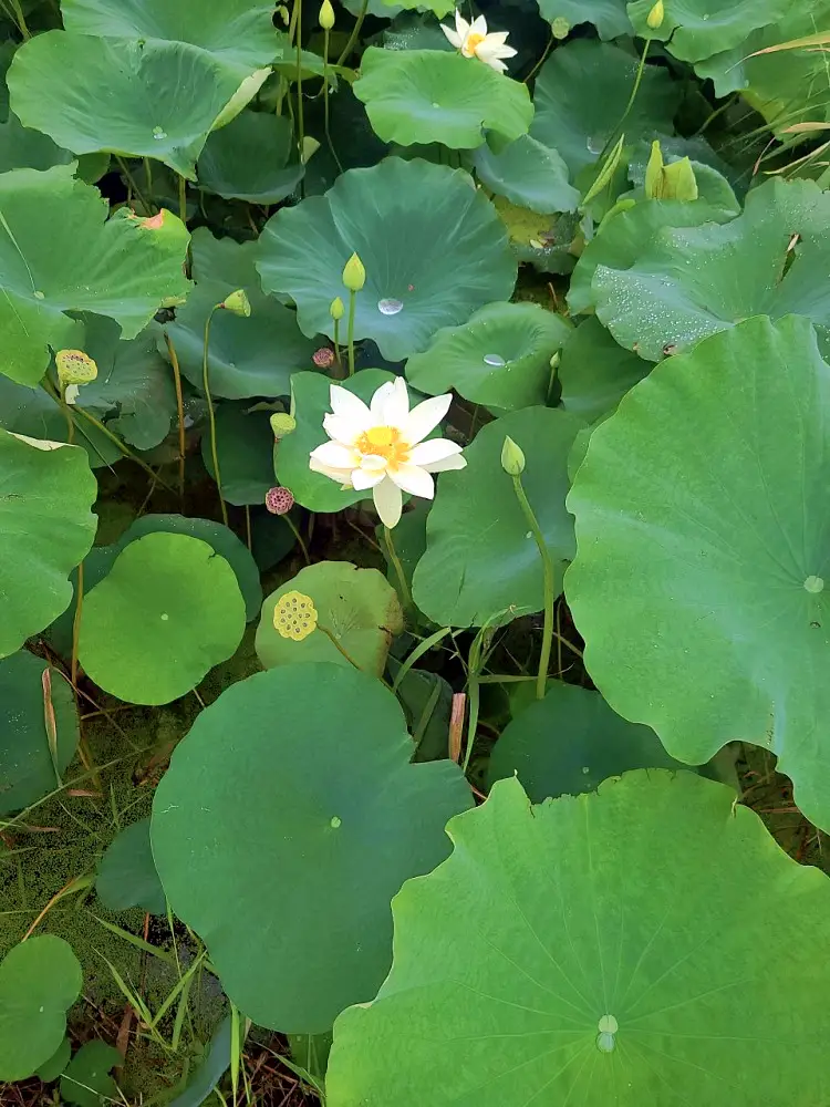 생방송오늘저녁 경기 김포 무농약 친환경 연근 연잎 연자 연꽃 전국 택배 온라인 전화 주문 추천
