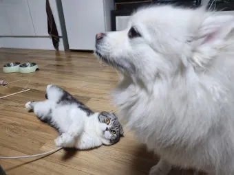 집고양이 vs 길고양이 평균 수명 차이 심층 분석_19