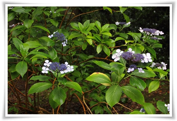 "산수국" 아름다운 매력을 한껏 간직하고 있는 여름 대표 꽃!