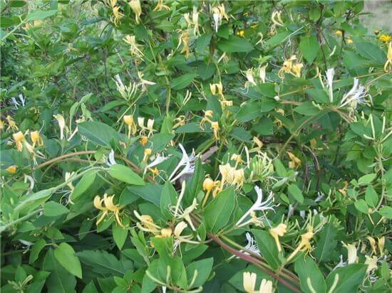 금은화(인동초) 9가지 효능 및 부작용과 복용법