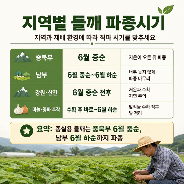 들깨 파종시기