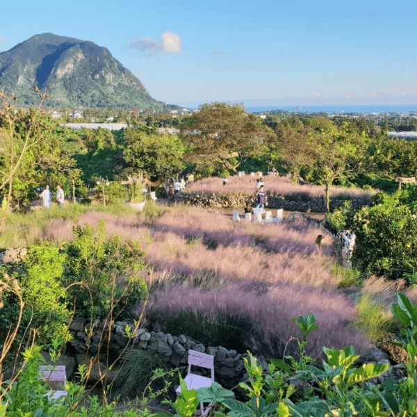 핑크뮬리 포토존 2