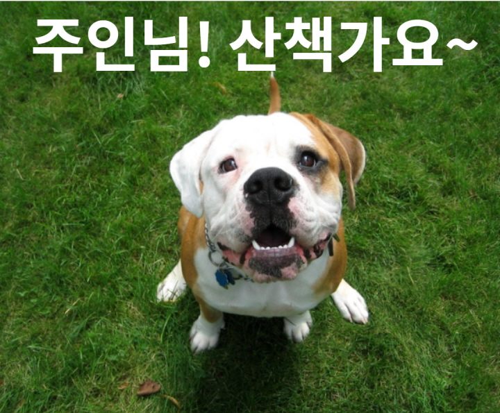 반려동물산책