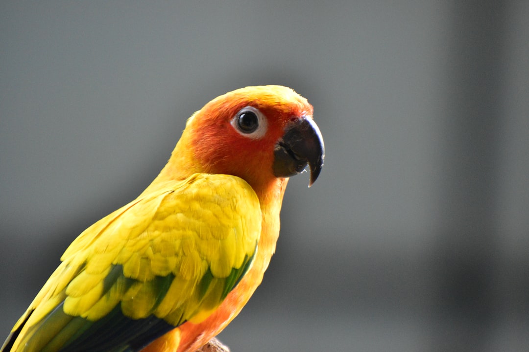 Ptosis