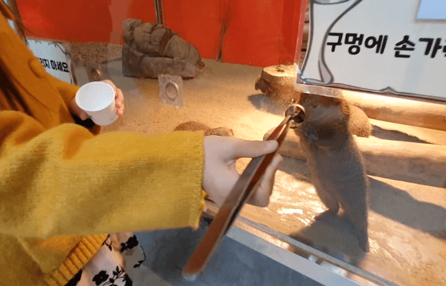 실내동물원-몽구스-먹이체험