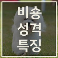 비숑 성격 특징 주의사항