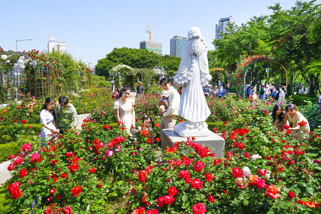 2024 중랑 서울장미축제&amp;#44; 곡성 세계장미축제&amp;#44; 삼척 장미축제&amp;#44; 울산대공원 장미축제 일정 정보