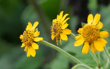 야콘 효능 및 영양성분&amp;#44; 먹는 방법