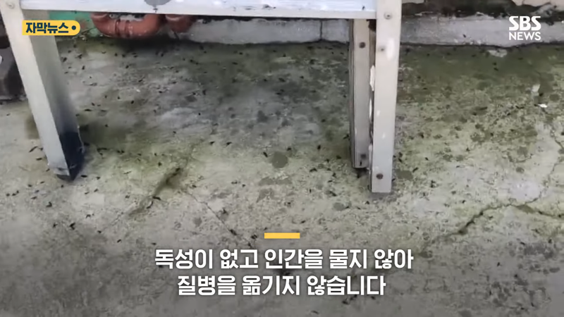 러브버그 퇴치방법