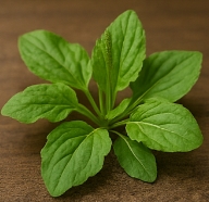 차전자피의 효능