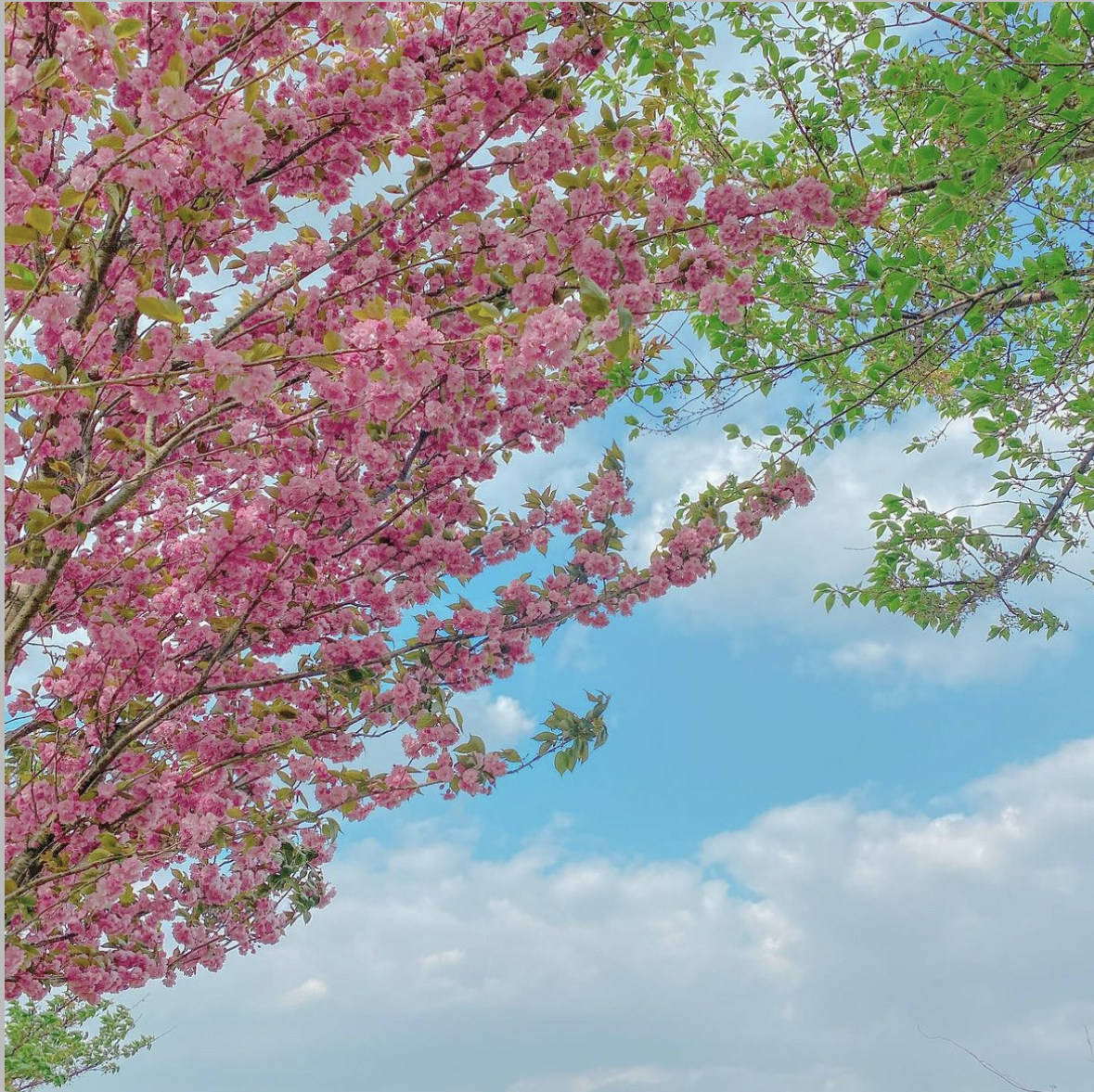 진해 군항제 일정