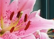 백합 꿈해몽 17가지