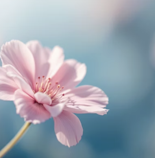 바다의 꽃, 갯패랭이꽃 집에서 키우기 A to Z