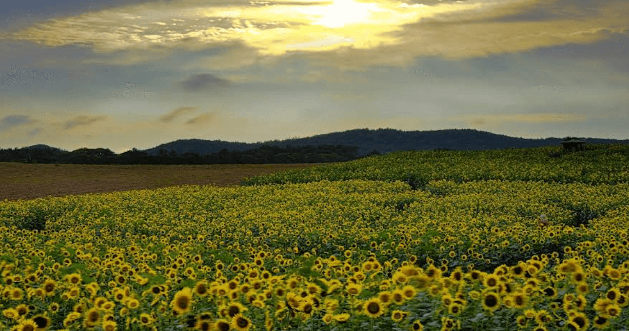 해바라기 이미지