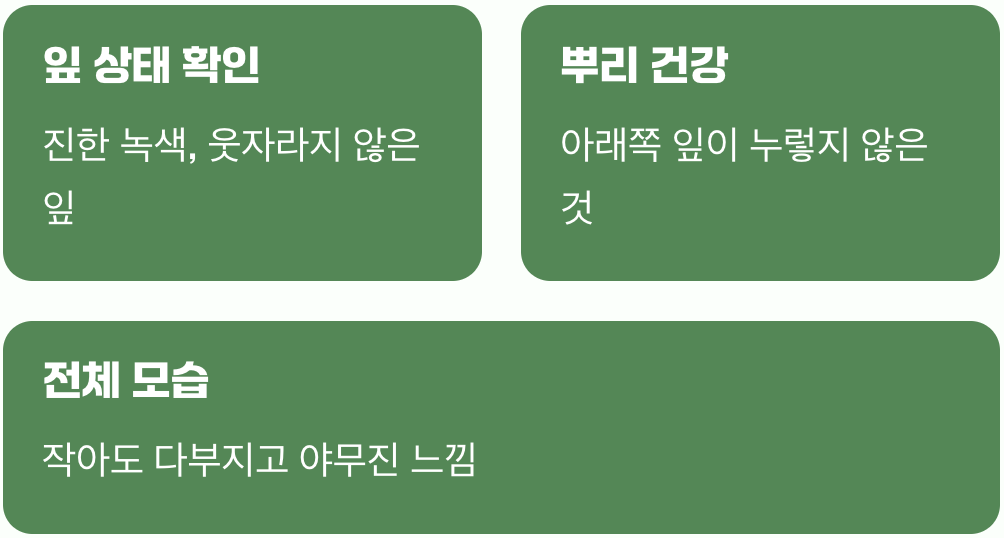 첫 만남, 건강한 어린 포기 고르기