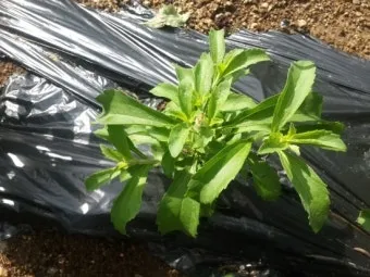 스테비아 재배 삽목 요령 단맛 유지 잎 건조_13