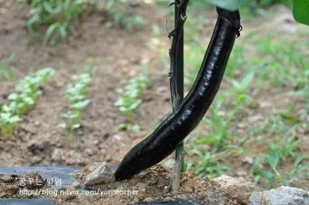 저장 채소 관리 감자 고구마 마늘 양파 배추 무 김장 준비_9