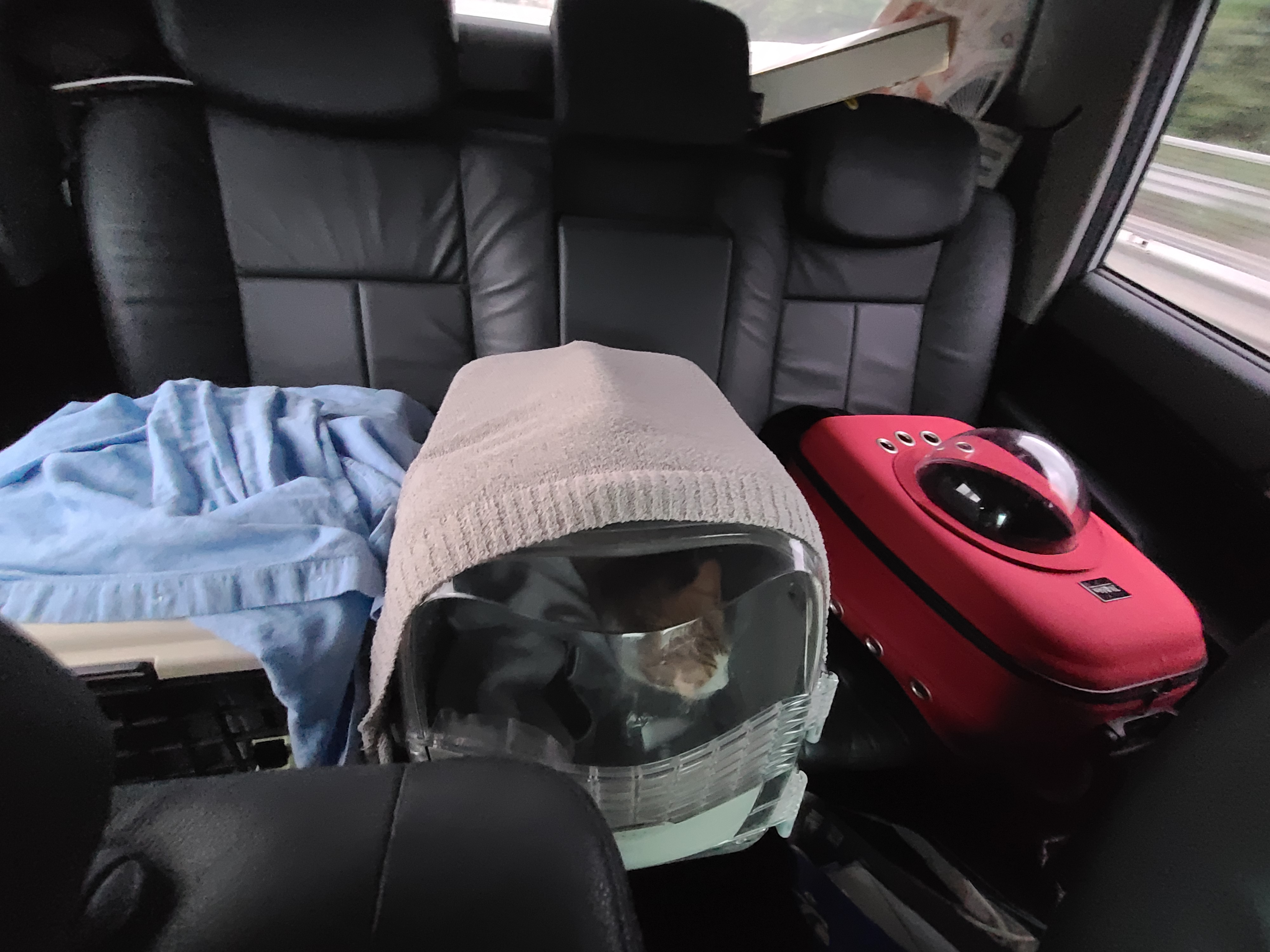 아이들 동물병원 다녀온 썰 & 기록. 스압주의(과잉진료 안하는 병원, 좋은선생님, 내가써본 이동장중 위험한 이동장등)