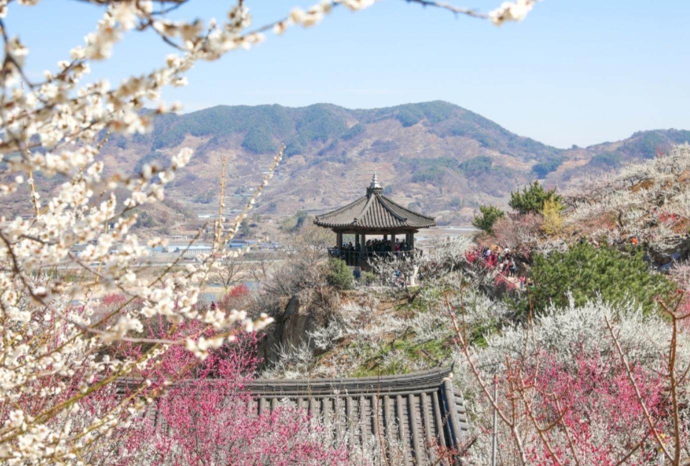 광양 매화축제 기간