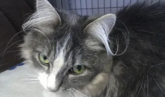 고양이 귀털 빠지는 이유, 관리법_31