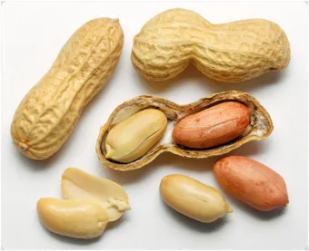 땅콩 심는시기 파종법 중부 남부_2