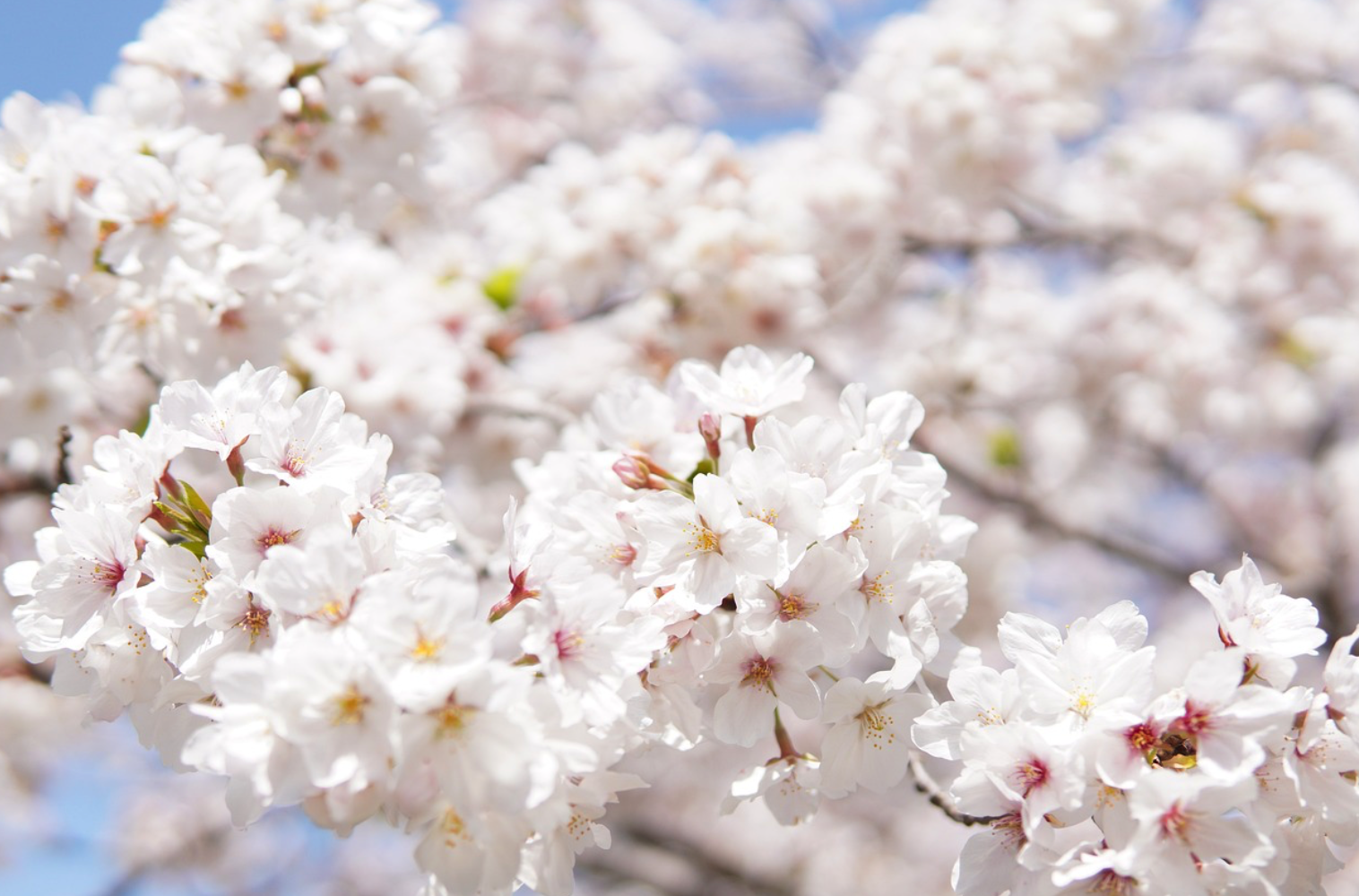 2024 경상도 벚꽃 축제 일정