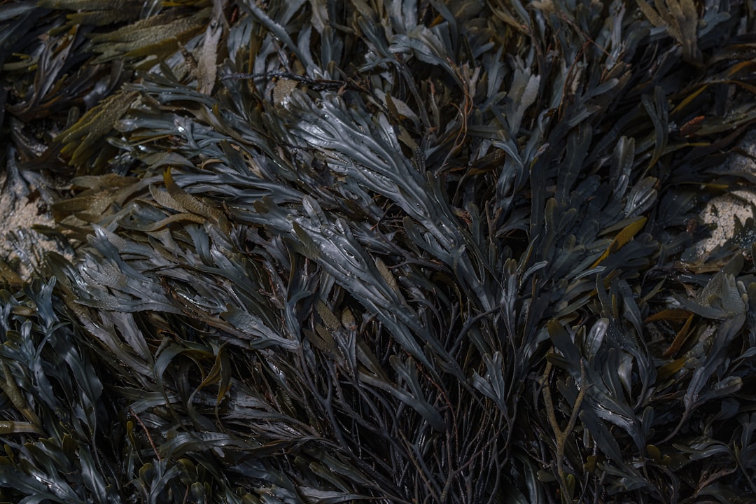 Seaweed