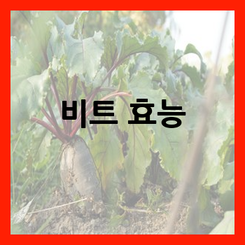 비트 효능
