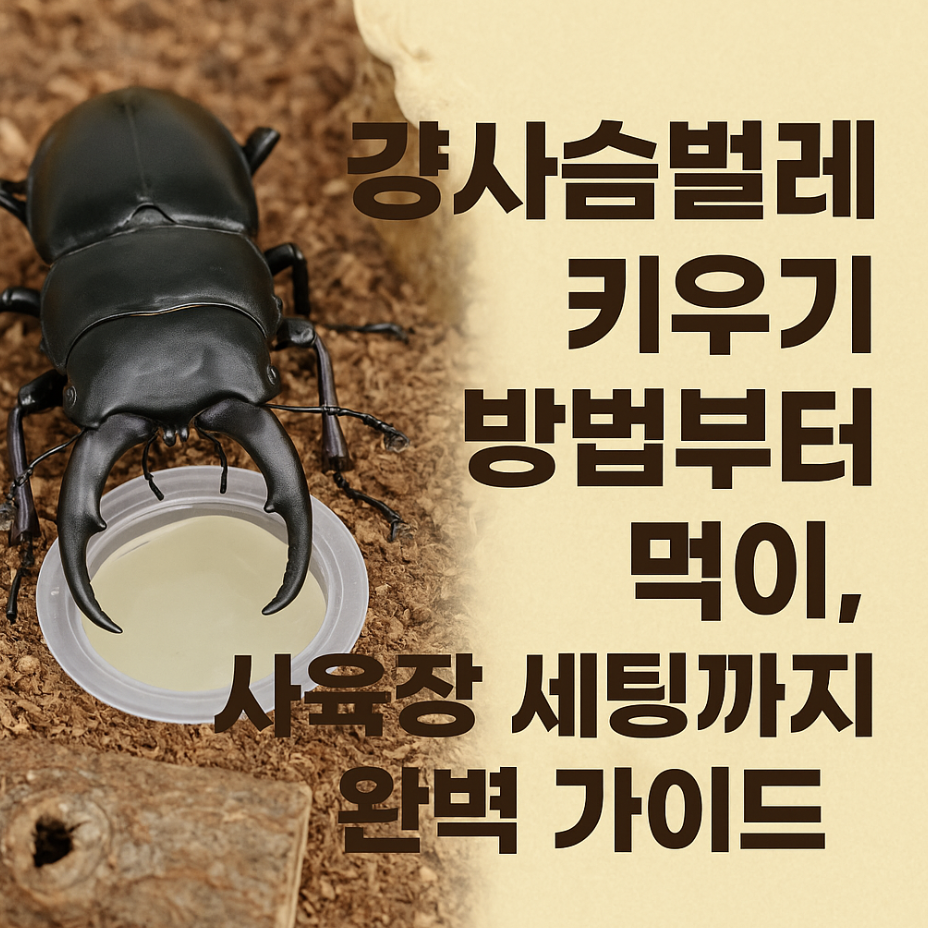 걍사슴벌레 키우기 방법부터 먹이, 사육장 세팅까지 완벽 가이드